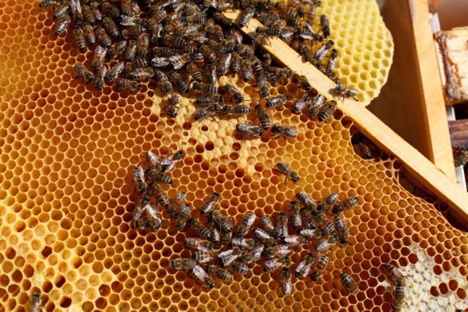 Sparkasse Karlsruhe startet Bienenpartnerschaft